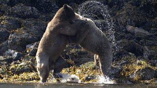 Epic Grizzly Bear Fight for Mating Rights