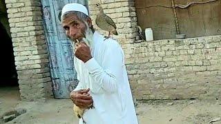 Grey Francolin Dakhni Teetar Training for sound or calling  Teetar ko seeti se bolwany ka tareeka