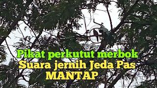 pikat perkutut merbok suara jernih Jeda Pas mantap