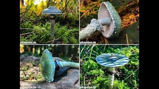 Grünspanträuschlinge 2017 Stropharia aeruginosa Blue Roundhead  Mushrooms 2017  Pilze 2017