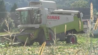 Kürbisernte mit Claas Lexion 450 Mähdrescher Umgebaut Speziell für 2 Reihen Kürbis Ernte Stindl Agra