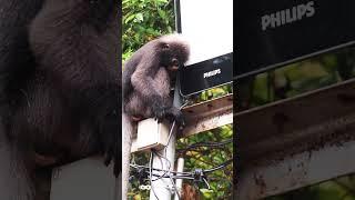 WildLife 36 dusky leaf monkey with eyeglasses playing with spotlight- part1