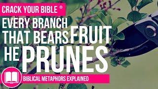  Every Branch that bears fruit He Prunes EXPLAINED  Biblical Metaphors