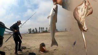 BUENOS PIQUES EN LA PLAYA SAN PEDRO LURIN  Tablita Fishing