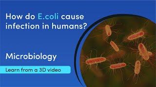 Types of E. coli and how they infect humans  MediMagic  3D video