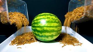 MEALWORMS VS WHOLE WATERMELON