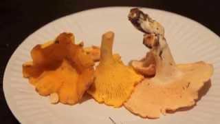 Деликатесный двойник лисички - Ежовик жёлтый Hydnum repandum