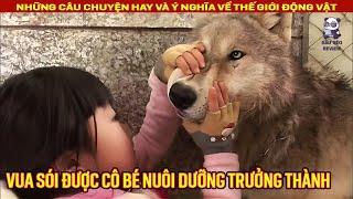 Con chó bị bệnh vì con gà trống ngày ngày theo dõi nó  Review Con Người và Cuộc Sống