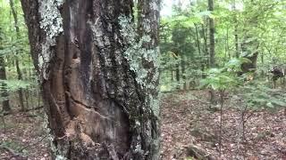 SASQUATCH WIZARD ADIRONDACKS - RSA-2 “Tree Break Analysis”