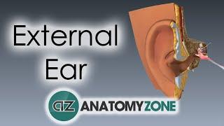 External Ear  Anatomy Tutorial