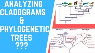 How to Analyze Cladograms & Phylogenetic Trees?