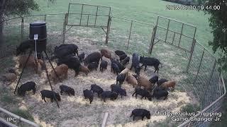 42 hogs one drop.  For licensing or Usage contact licensing@viralhog.com