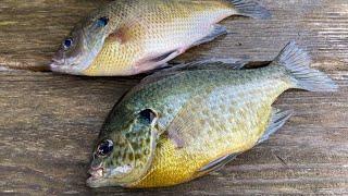 Ultralight Fishing For panfish  How To Catch Clean and cook Panfish