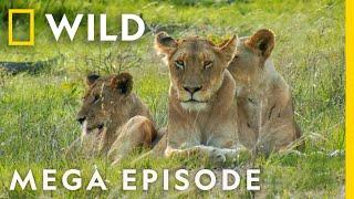 Royals of the Animal Kingdom MEGA EPISODE  FULL EPISODES  Jungle Kings and Queens