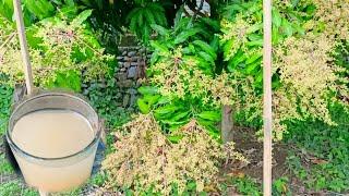 Homemade Natural Hormones to Stimulate Mango Trees Flowering Fast and Dense  Best Natural Hormone