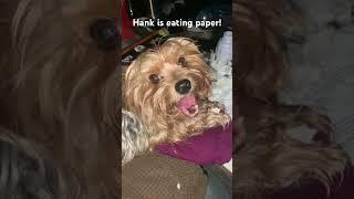 Hank is Eating Paper #youtubeshorts #shorts #yorkie #dog #paper #eating