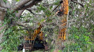 We found an Abandoned Excavator left in woods for 30 years Will it start?