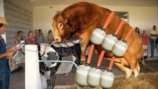 Revolutionary Cow Farming Technology - Pretty Girl Tractor Driver