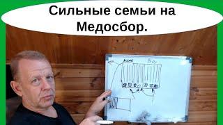 Как подготовить пчёл на медосбор. Два самых простых способа для ульев-лежаков