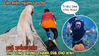 Thử lòng trung thành của chó Kiwi khi chủ bị ngã xuống biển - Lặn biển ngắm san hô Nha Trang