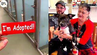 Shelter Dogs Emotional Reactions to Being Adopted