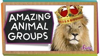 Amazing Animal Groups  Science for Kids