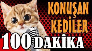 Konuşan Kediler 100 Dakika 2.Bölüm - En Komik Kedi Videoları - PATİ TV