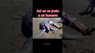 Cosas que son más grandes de lo que crees  Parte 2 #shorts #viral #shortsvideo