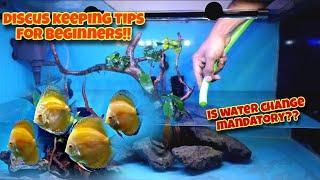 How to Keep DISCUS  Discus fish care tips for beginners