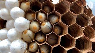 Asian giant hornet nest destroyed in Washington