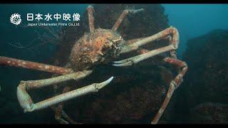 世界最大のカニに遭遇！タカアシガニ Encountering the biggest crab Giant Japanese Spider Crab suitube7