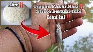 Experiment ‼️ Mancing ikan wader menggunakan nasi‼️ Auto strike bertubi-tubi ‼️DFC