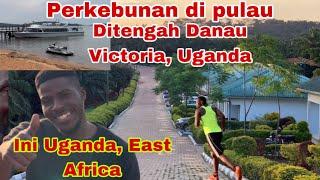 Perkebunan sawit di pulau ditengah Danau Victoria Uganda Afrika danau terbesar di dunia#Perkebunan