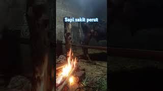 Sapi Sakit Perut gelisah tendang perut#sapi #sapisakit #sapiperah #pedet #pedetan #pedetsuper #fyp