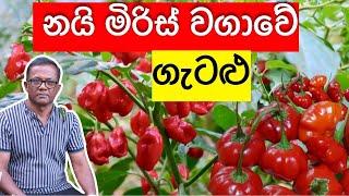 මේ ටික දැනගන නයි මිරිස් වවන්න  Nai Miris Wagawa  Ceylon Agri  Episode 287