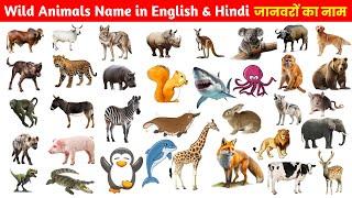 30+ Wild Animals name in English Wild Animals Wild Animal Name Wild Animals vocabulary Wildlife