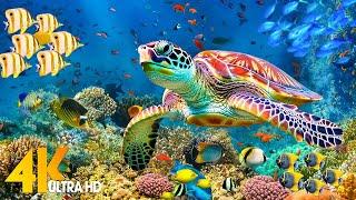 Ocean 4K - Sea Animals for Relaxation Beautiful Coral Reef Fish in Aquarium4K Video Ultra HD #128