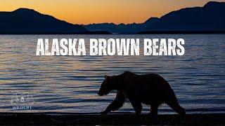 Ultimate Alaska Bear Photography Tour