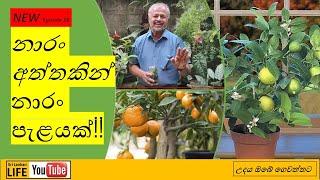 Episode 28. පැල පෝච්චිගතකිරීමේ සරල තාක්ෂනය සහ අතු මුල් ඇද්දවීම  Simple plant potting techniques