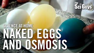 The Sci Guys Science at Home - SE1 - EP14 The Naked Egg and Osmosis