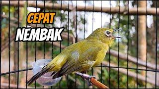 Terapi Pancingan Pleci Cepat Bunyi Nembak