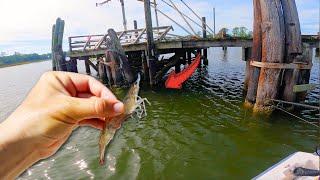 Tossing Live Shrimp Under Abandoned Docks for Dinner