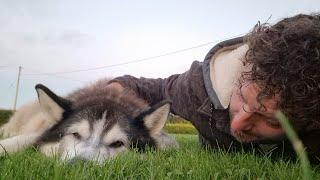 Old Husky Wont Wake Up Hes Lying In His Happy Place