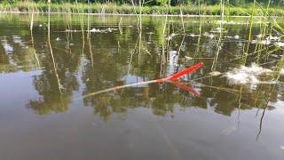 LARGE CARP ON THE FLOAT Fishing in the summer on the river