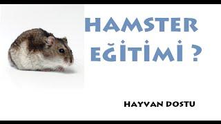 Hamster Eğitimi  - Ele Alıştırma