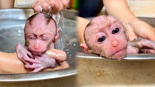 The feeling of comfort of newborn monkey Linda when being bathed & massaged by her mother