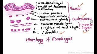 Tumors of the Esophagus Part 02