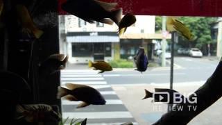 Aquadisiac an Aquarium Shop in Sydney offering Freshwater Fish and Aquarium