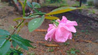 After the spring rain the rain drops on the flowers and leaves a cat en...