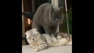 【かわいい動画】癒やされる犬 猫動物のおもしろ動画集＃６